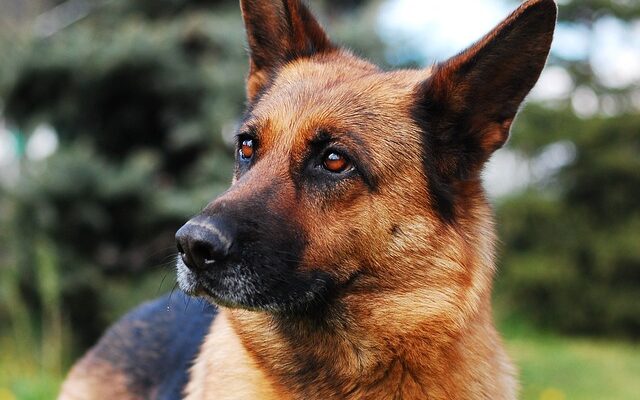 Schäferhund